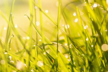 Green grass season bokeh background in sunny summer day