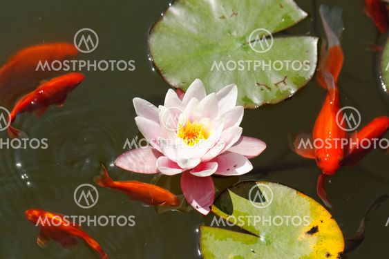 pink water lily