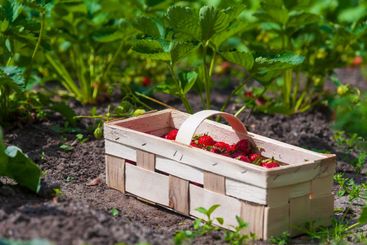 Basket of fresh red strawberries