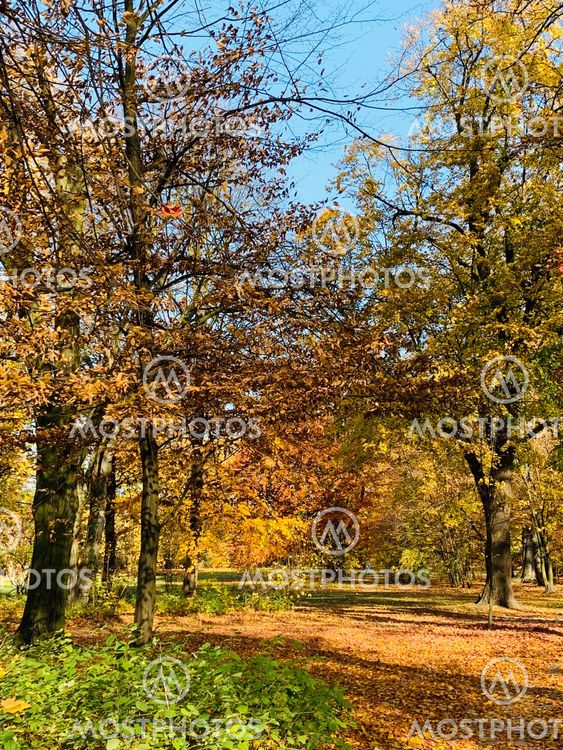 Beautiful lightning in trees in fall time