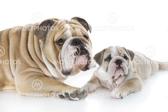 English bulldog puppy with her father isolated