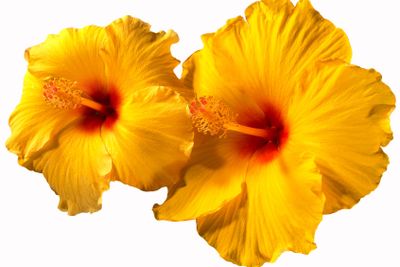 Orange Hibiscus Flowers