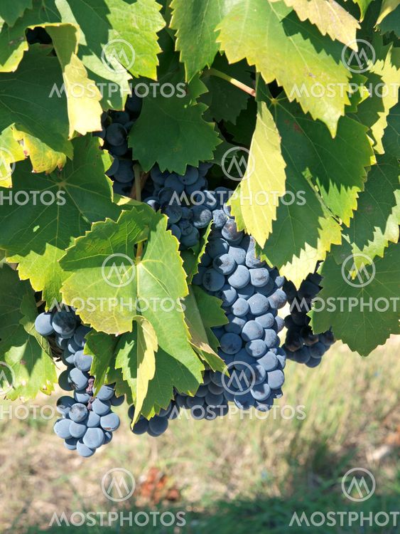 Grapes ready for harvest