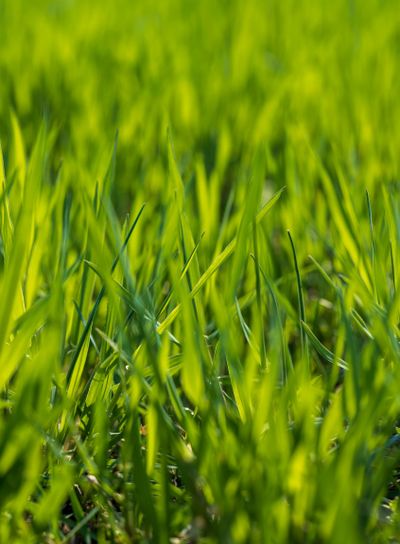 a new wheat crop in the spring season, new sprouts