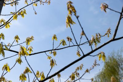 a flowering maple tree in the spring season, a spring park