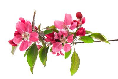 spring blossoms of cherry tree isolated on white