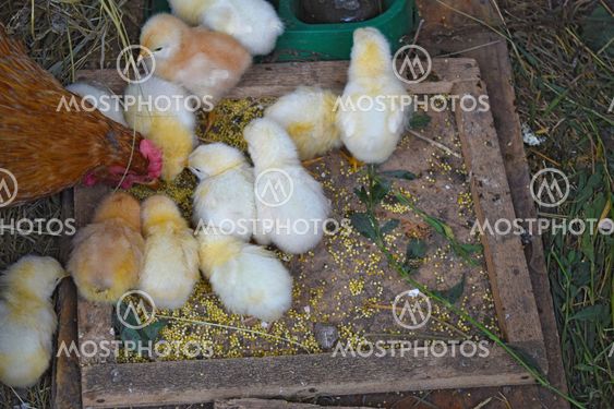 Chicken mother with chickens
