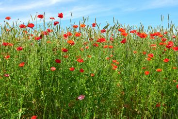 Poppies, outdoor bush and natural peace in countryside,...
