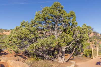 Utah juniper tree with fresh blueish cones