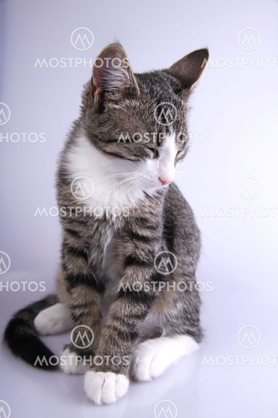 Marked eye kitten