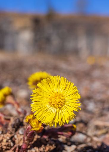 Beautiful Tussilago farfara in early springtime