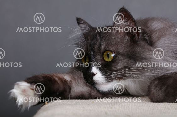 Close up portrait of gray domestic cat
