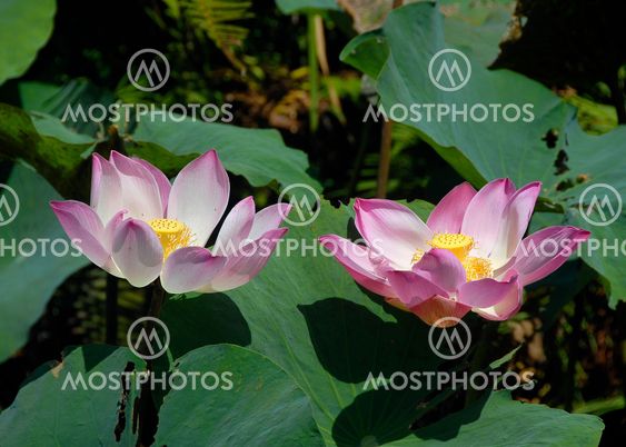 two lotus