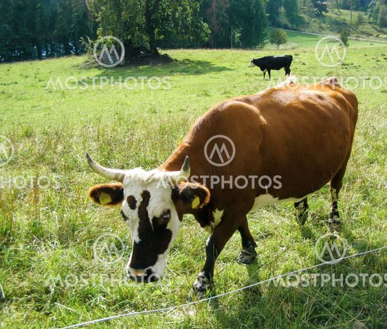 Brown cow with white muzzle