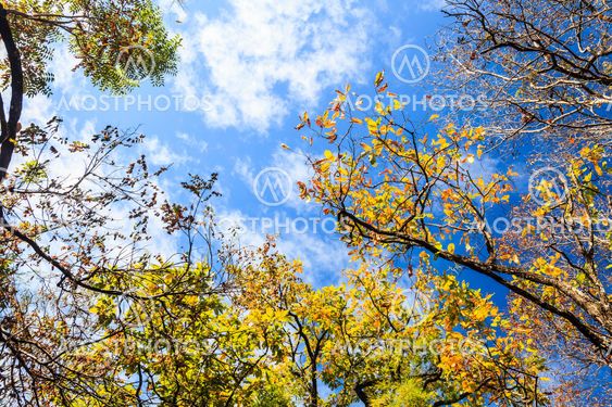 Yellow and red foliage tree on blue sky background.