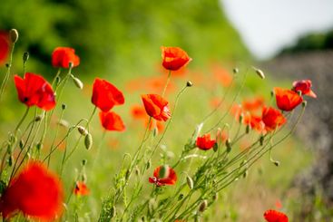Poppy flower close-up. Summer landscape with red...