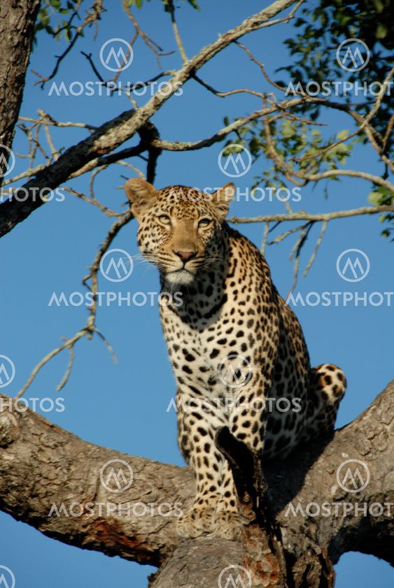 Male leopard in marula tree