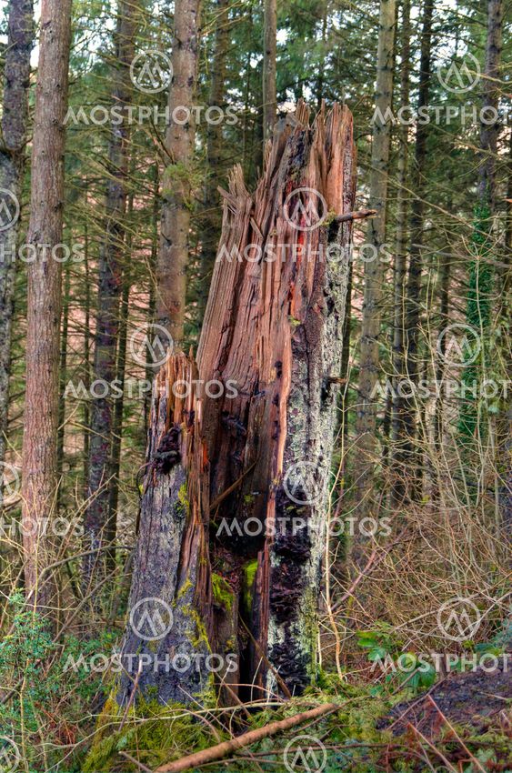 Old Tree Stump