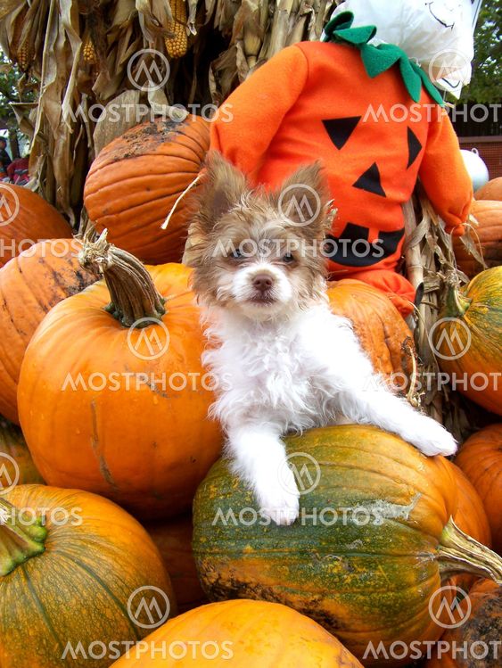 The Greatest PupKin in the Patch
