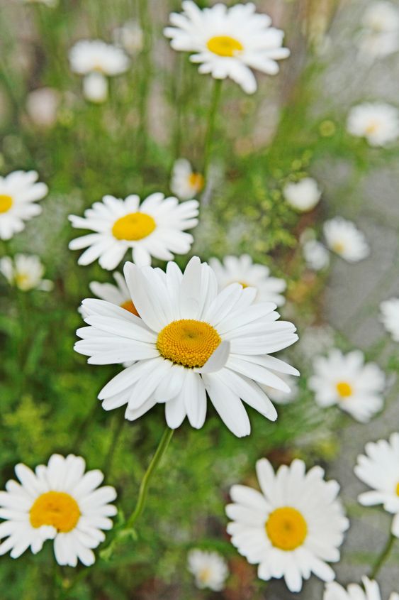 Midsummer flowers