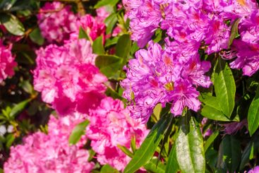 Beautiful pink rhododendron flowers in bloom