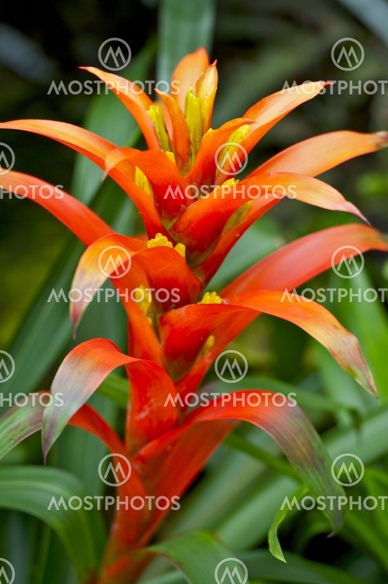 Red Tropical Flower