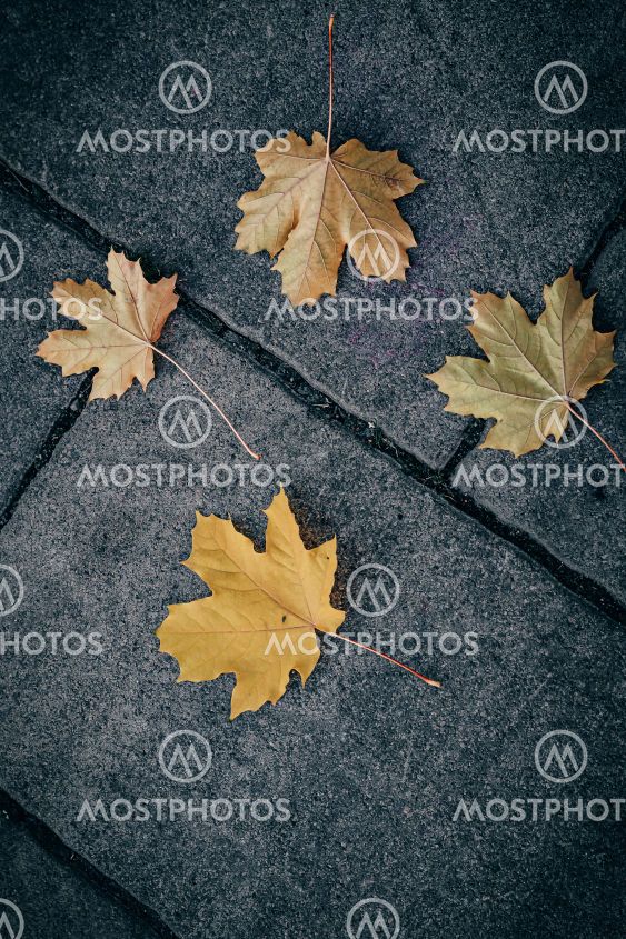 Four golden autumn maple leaves lie on wet pavement in...