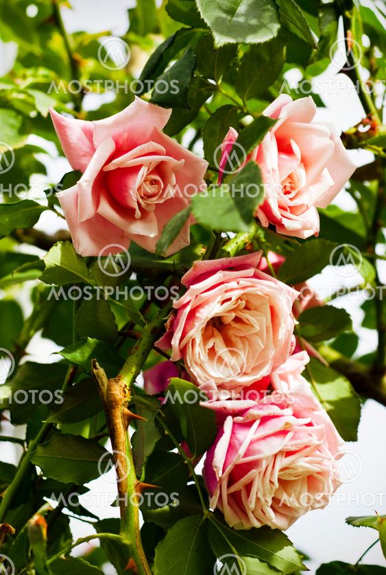 Close up of roses