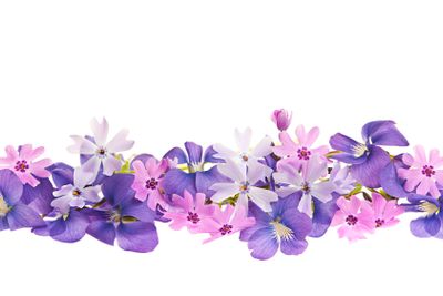 Purple spring flower border