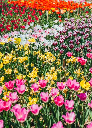 Tulip. Beautiful bouquet of tulips. colorful tulips.