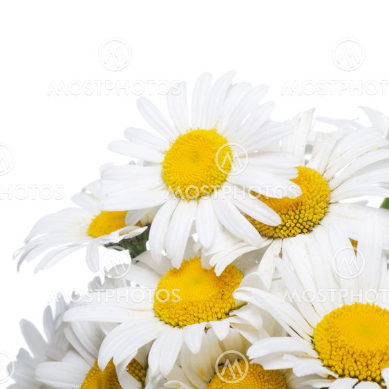 Luonnonvaraisten camomiles Bouquet