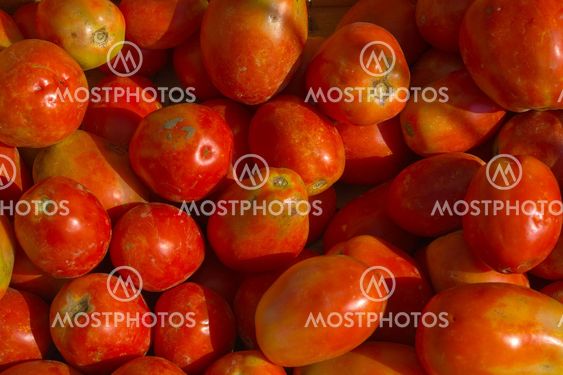 Tomate (Solanum lycopersicum) - Tomatoe