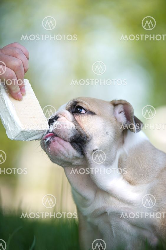 Cute english bulldog puppy with ice cream