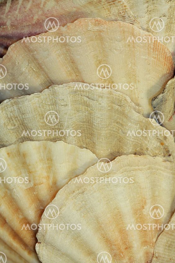 Sand Dollar
