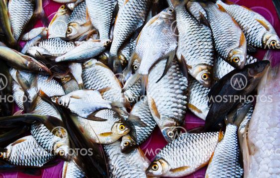 Fish in the basket