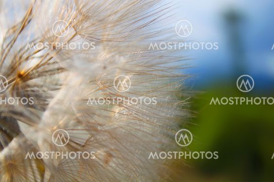 Dandelion