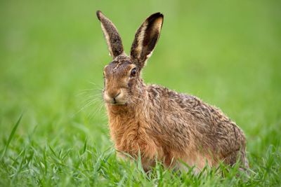 European brown hare, lepus europaeus in summer with green...