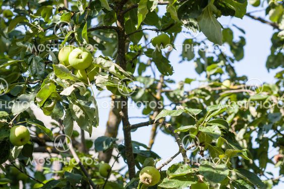apple tree with green fruits in village garden