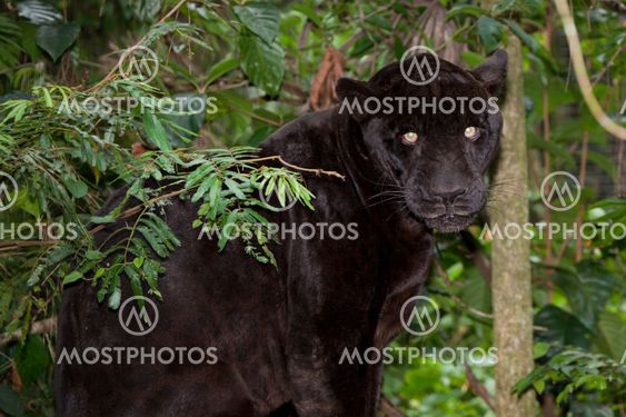 Black Panther with Glowing Eyes