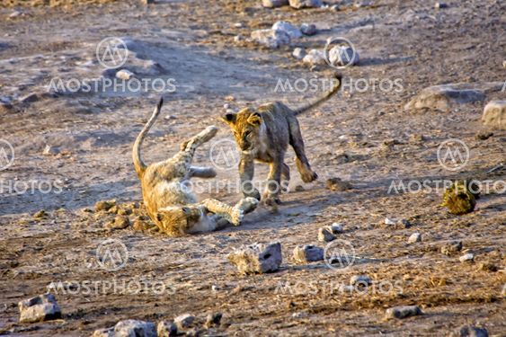 two lions cub playing in etosha national park namibia africa