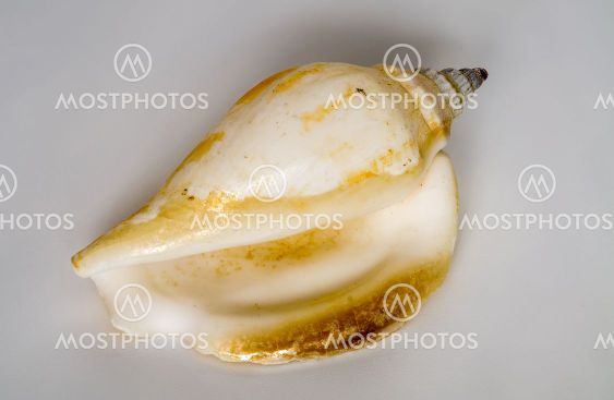 seashell on a light background, macro photo