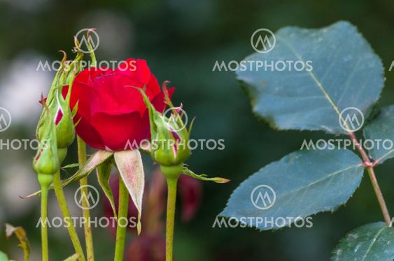 Little rose in a garden