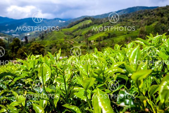Tea bush leafs close up
