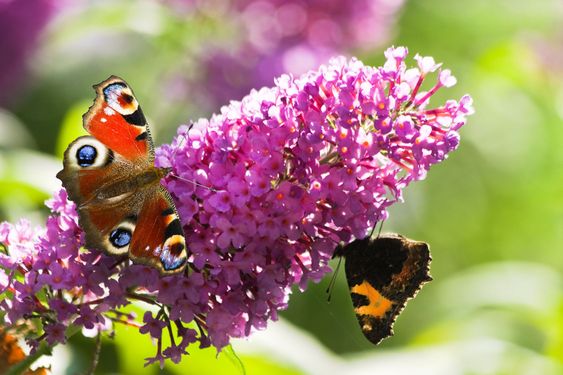 Peacock- and small tortoiseshell butterflies on Butterfly bush