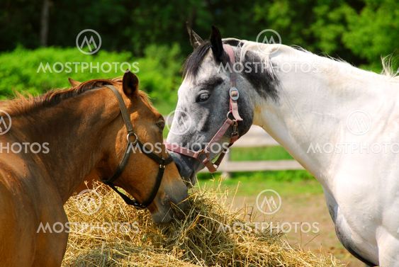 Hästar på en ranch