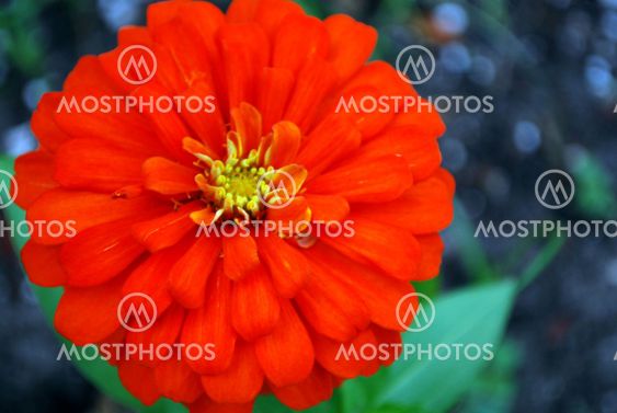 bright orange zinnia