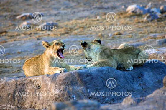 a lion cub yawning at etosha national park namibia