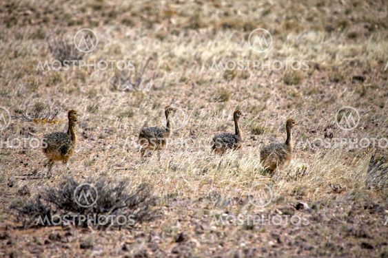 ostrich cub near luderitz sperrgebiet national park namibia africa