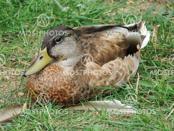 Mallard (Anas platyrhynchos) Duck