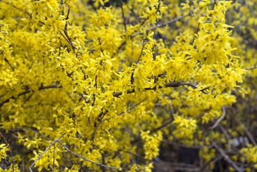 Yellow forsythia blossoms on delicate branches. Concept...